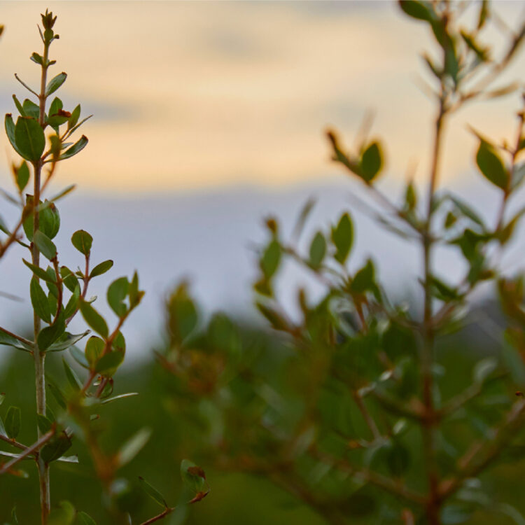 石垣島で3/9(日)にヘナ・インディゴマルシェ開催。ヘナ体験やトークショーが楽しめる！画像