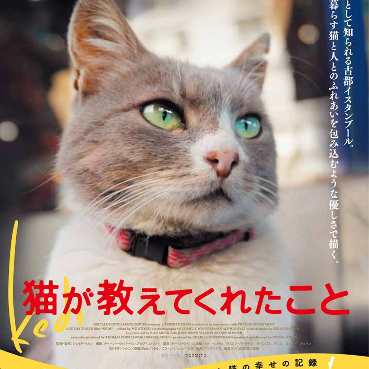 映画『猫が教えてくれたこと』公開記念スペシャルコラボレーション画像