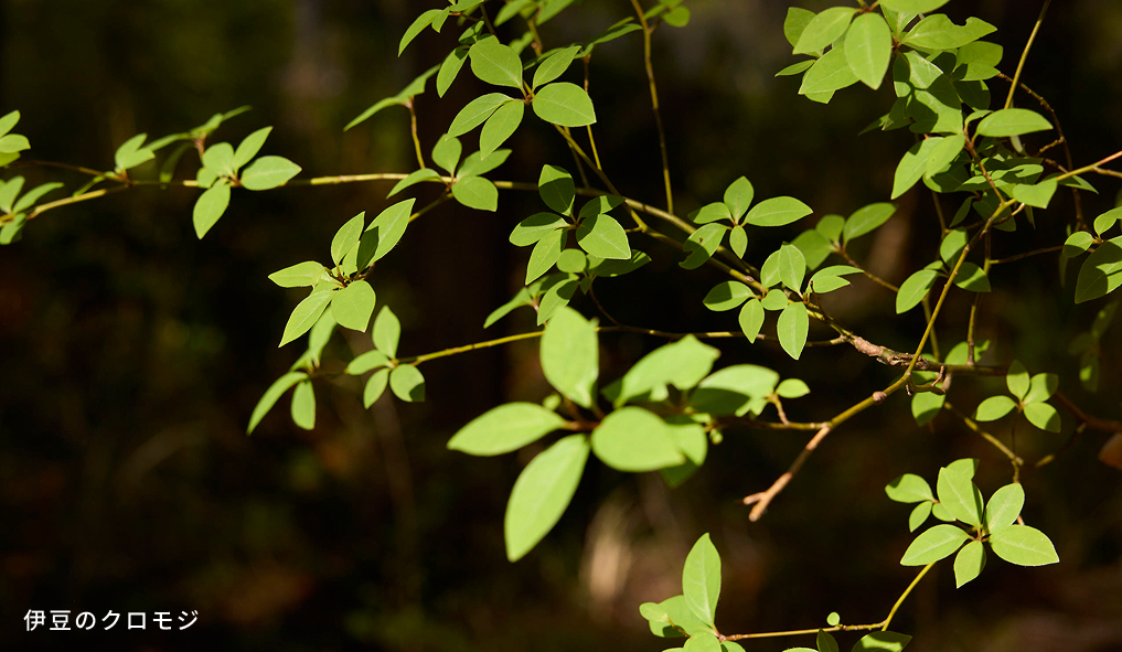 Top image banner