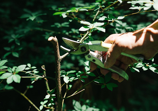 手で枝を剪定する様子