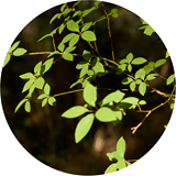 伊豆のクロモジ