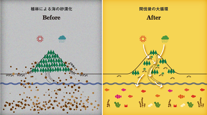 植林による海の砂漠化 Before／間伐後の大循環 After - 森の管理が海の生態系に与える影響の比較図