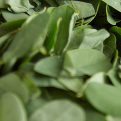 ヘナ・インディゴ生産者 玉城享子氏